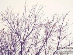 秋風(fēng)起 面板淘汰賽下的“各顯神通”